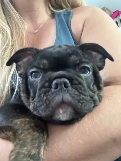Back and Brindle Frenchie, View more
