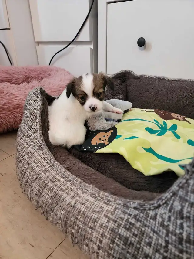 Papillon puppies in Dogs & Puppies for Rehoming in Mississauga / Peel Region - Image 5