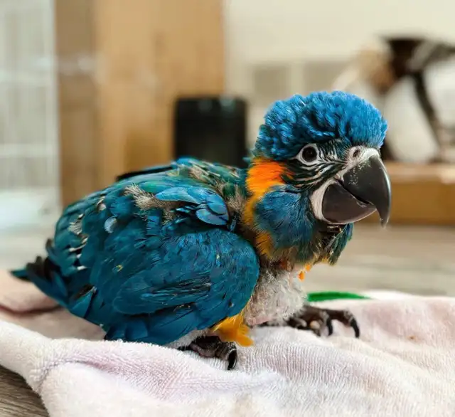 RARE Blue Throated Macaw Parrot