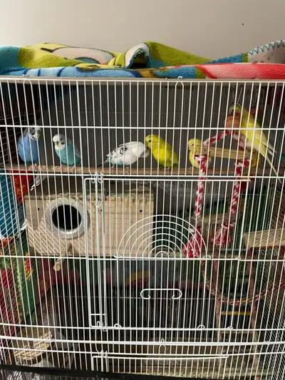 Birds in need of a new home! Cage and accessories provided , View more
