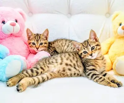 Adorable Bengal/Siberian Cross Lap Kittens, View more