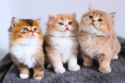 British longhair chatons kitten, View more