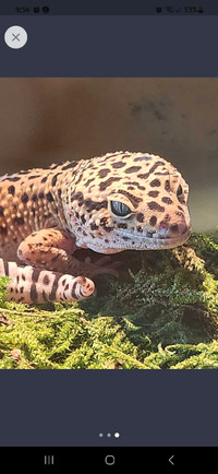 Giant leopard gecko