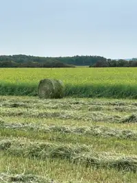 Silage hay bales for sale, Oakbank,Mb