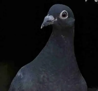 2025 - 2026 Homing Pigeons , View more