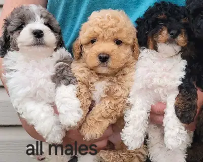 Purebred Toy Poodle, View more