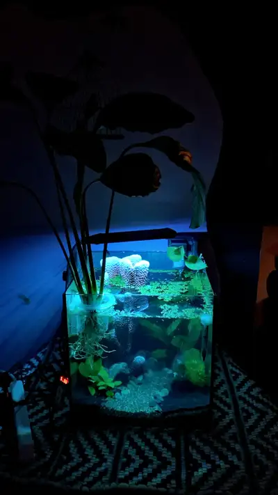 cube aquarium, View more