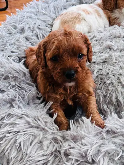 Beautiful Cavapoo Puppies, View more