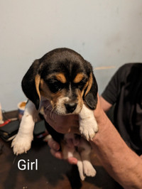 Beagle Puppies For Sale - $600