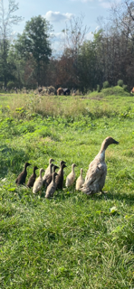Runner Ducklings, View more
