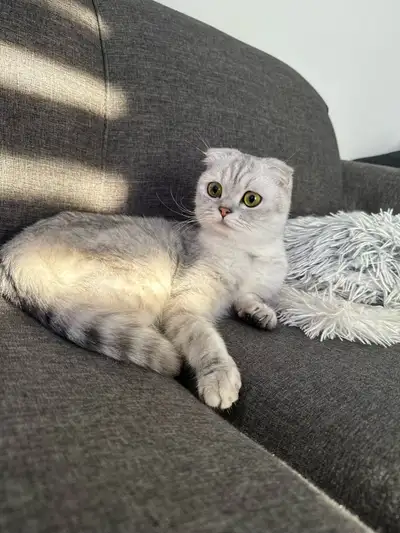 female Scottish fold for sale, View more