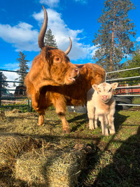 Highland bull calf