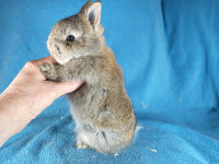 EXTRAORDINARY Netherland dwarf, Holland lop, mini rex, lionhead