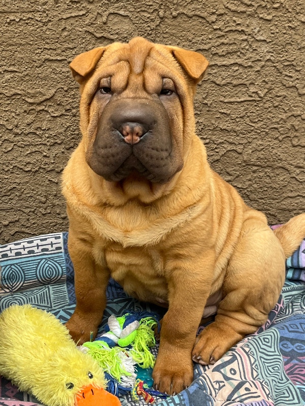 Registered Chinese Shar Pei Puppy Dogs & Puppies for Rehoming