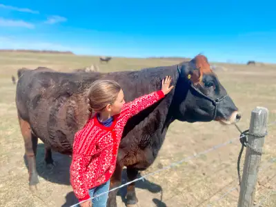 Chloe, is a friendly halter broke Jersey 1/2/Angus 1/2 cross. 4 yrs old. She is vet checked to calve...
