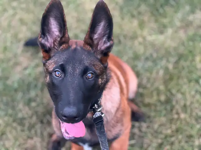 CKC Registered Belgian Malinois in Dogs & Puppies for Rehoming in Kitchener / Waterloo - Image 5