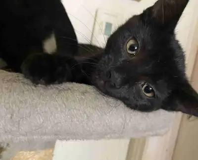 Magnifique chaton noir à vendre, View more