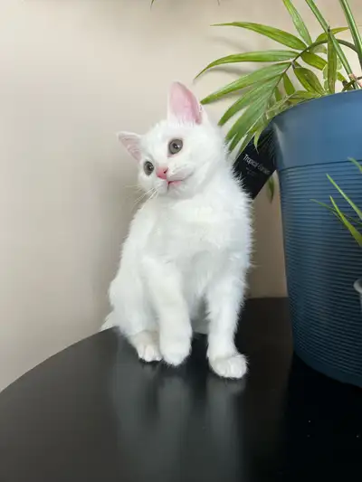 These gorgeous kittens have the sweetest little personalities! One is female and the other is male a...
