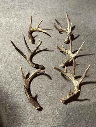 Assorted Whitetail and Mule Deer Shed Antlers for Sale in very good condition Each Antler $40 obo