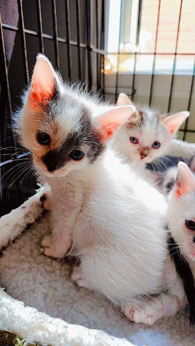  Purr-fect Little Lovebugs Await Their Forever Homes!  in Cats & Kittens for Rehoming in Mississauga / Peel Region - Image 3