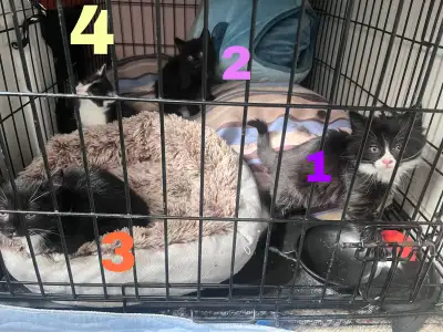 Female Kitten nuggets, View more