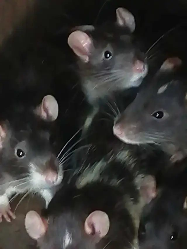 rat dumbo 50$ ch 2 pour 90$ in Small Animals for Rehoming in Victoriaville - Image 5