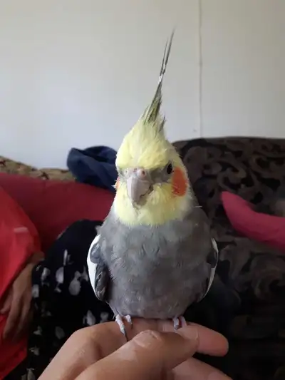 Pet Sitting for Birds and Parrots  - Cambridge, View more