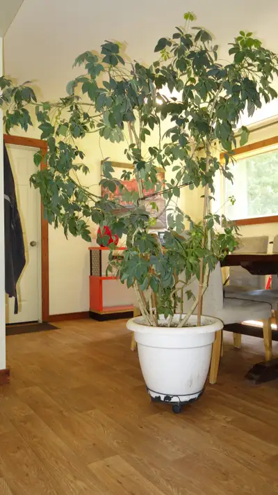 Schefflera, View more