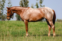 3 year old Started Red Roan Filly