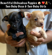 PURE CHIHUAHUA PUPPIES AVAILABLE IN THE GTA - STUNNING BEAUTIES