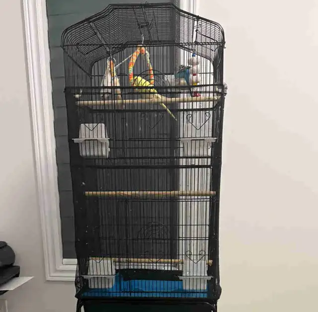 4 healthy birds for sale in Small Animals for Rehoming in Mississauga / Peel Region - Image 2