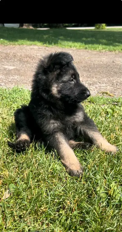 Chiot berger allemand PRET IMMEDIATEMENT A QUITTER, View more