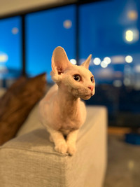 Looking for MALE Sphynx cat