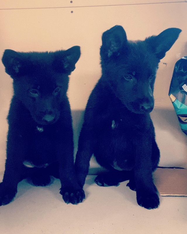 how-much-does-a-purebred-german-shepherd-cost