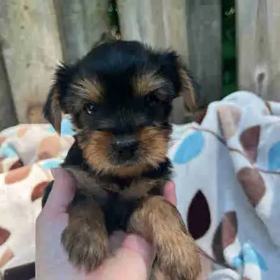 Yorkshire terrier puppies, View more