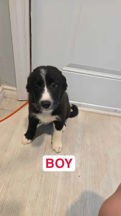 Border Collie Husky Bernese Puppies, View more