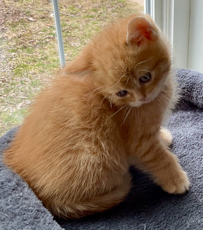 British Shorthair Ginger Baby is *STILL AVAILABLE!*