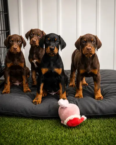 Doberman Européen, View more