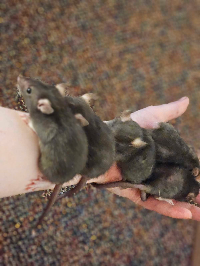 Bébés rats disponibles/Baby rats available  dans Petits animaux à adopter  à Laval/Rive Nord - Image 3