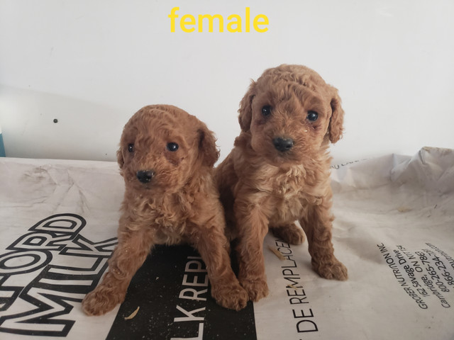 Adorable Toy Cockapoo dans Chiens et chiots à adopter  à Laval/Rive Nord