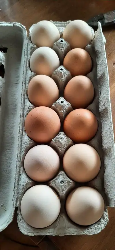farm fresh eggs just outside Dieppe , View more