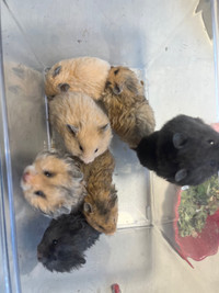 ethical hamstery - chunky baby hamsters