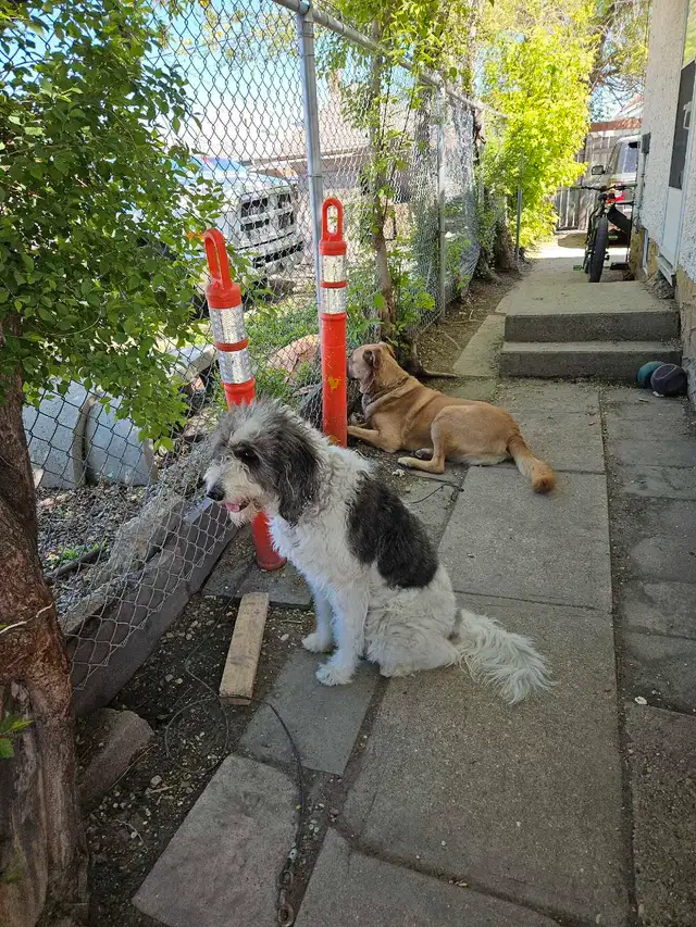PYRENEES/ POODLE. PYREDOODLE in Dogs & Puppies for Rehoming in Winnipeg - Image 6