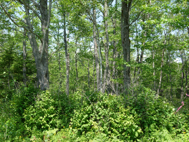 GROUND FOR SALE in Land for Sale in Fredericton