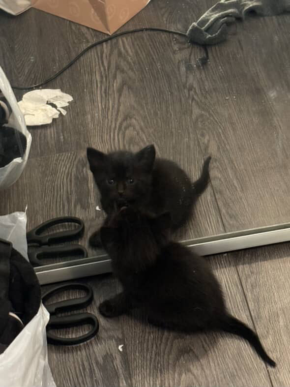 kitten snowshoe x calico breed in Cats & Kittens for Rehoming in City of Toronto - Image 4