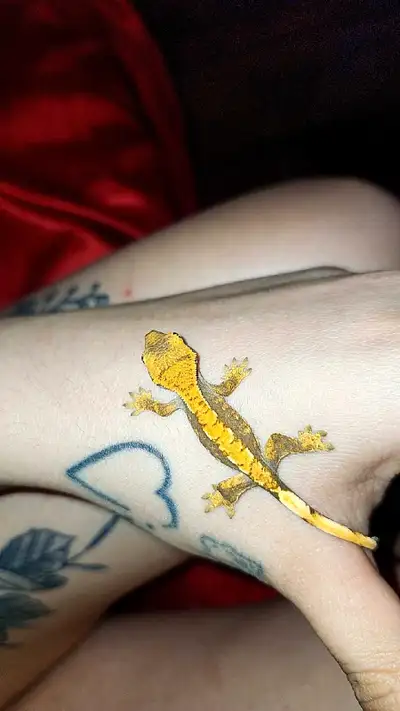 I own both parents. parents Female >yellow extreme harlequin × dalmatian Male extreme tricolor harle...