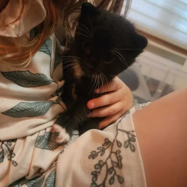 5 adorables petits chatons in Cats & Kittens for Rehoming in City of Montréal - Image 5