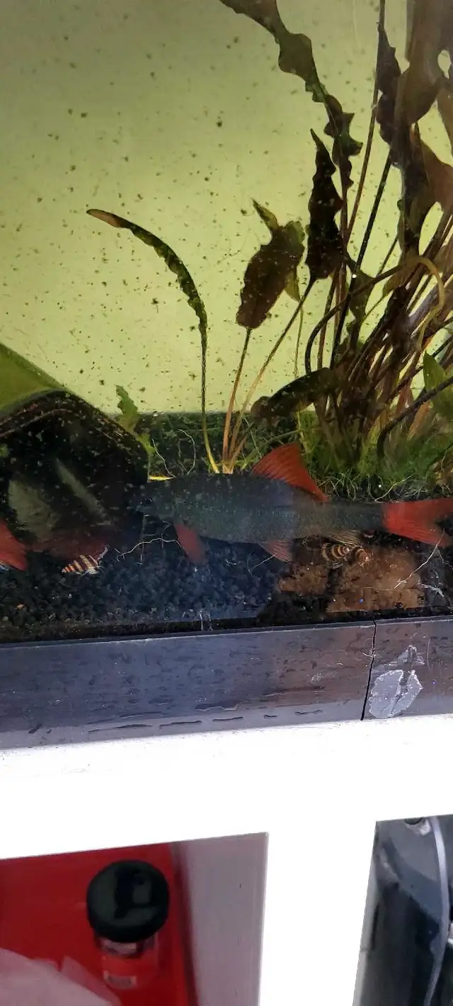 Fish & Aquarium setup (AS IT IS) in Fish for Rehoming in Oakville / Halton Region - Image 11