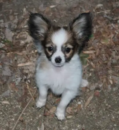 Four gorgeous male Papillon pups ready to find their forever homes. Photos 1-2: Teeny, sable & white...