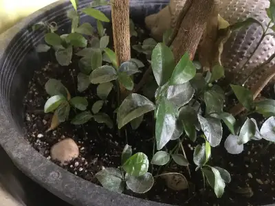 CITRUS SEEDLINGS FOR SALE, View more